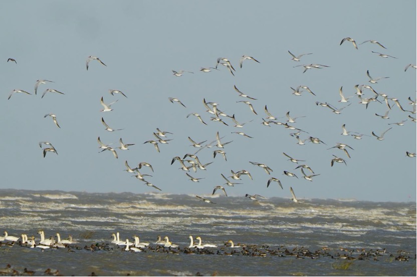 Flying Birds